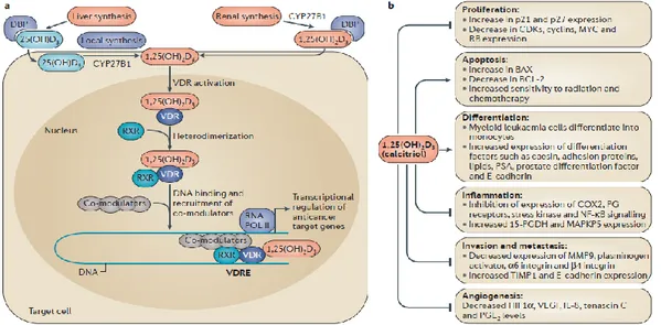 Gambar 2.11 Mekanisme Genomik kerja kalsitriol melalui VDR dan antineoplastik 