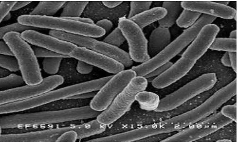 Gambar 2.4 Bakteri Escherichia coli 