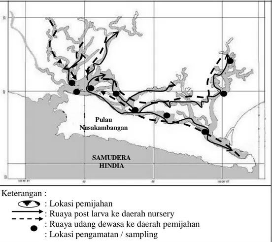 Gambar  6.  Pola Ruaya M. elegans di Perairan Segara Anakan Keterangan :  