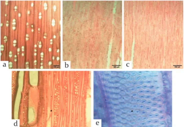 Figure 2. Macro structure of 6-year old ganitri wood from Sukabumi: tangential surface (a) and  cross section(b), and 