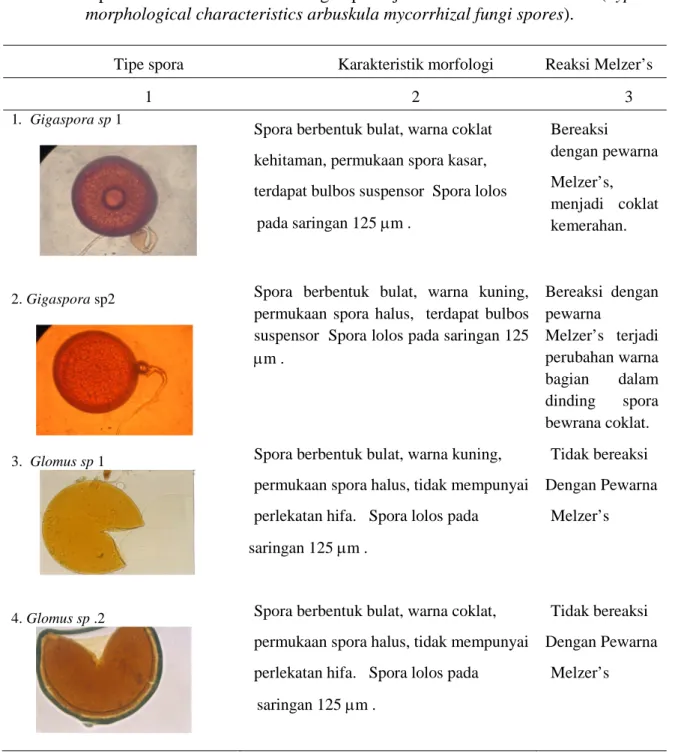 Tabel 1. Tipe dan karakteristik morfologi spora jamur mikoriza arbuskula (Types and morphological characteristics arbuskula mycorrhizal fungi spores).
