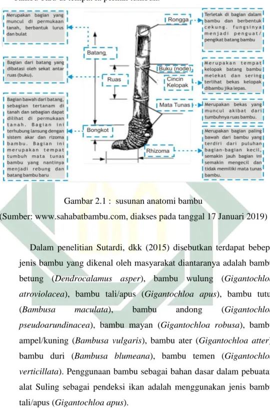 Gambar 2.1 :  susunan anatomi bambu  