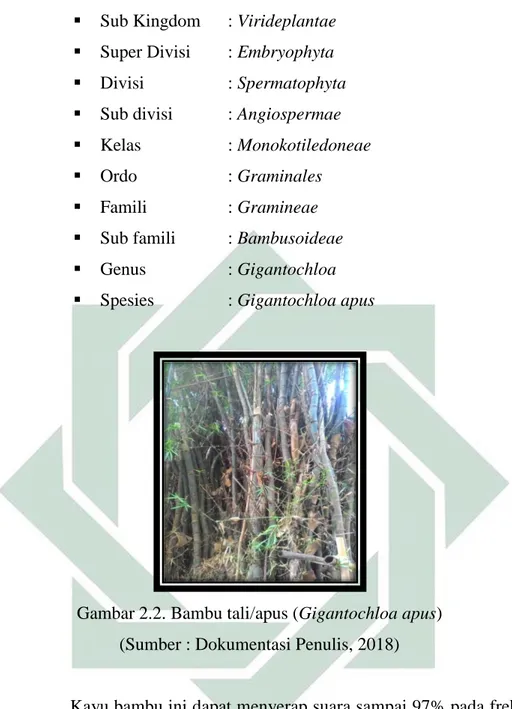 Gambar 2.2. Bambu tali/apus (Gigantochloa apus)  (Sumber : Dokumentasi Penulis, 2018) 