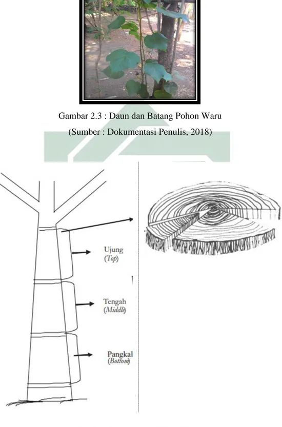 Gambar 2.4 : Anatomi Kayu Waru  (Sumber : Basri dkk, 2012) 