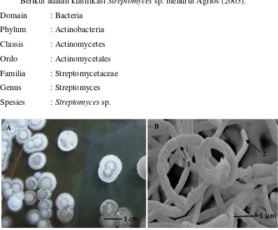 Gambar 1. (A) Koloni Streptomyces sp. (Mathur et al., 2015) dan (B) Struktur mikroskopis (1
