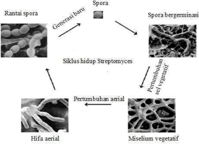 Gambar 2. Siklus hidup Streptomyces sp. (Brooks et al., 2012) 