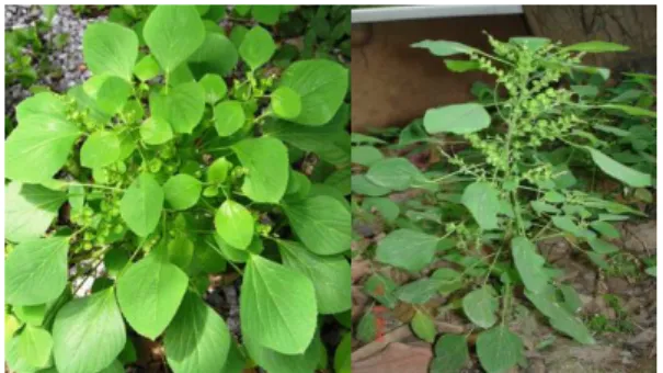Gambar 2.1 Tumbuhan Anting-anting (Acalypha indica L.) 