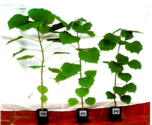Table 5. Duncan test on height growth of G. arborea seedling Perlakuan ( Treatment) Rata-rata( Average) Klasifikasi( Classification) P5 P4 P6 P2 P1 P0 P3 103,099,693,789,587,986,679,2 AA ABBBCBCC Keterangan ( Remark) : Nilai dengan huruf yang sama berbeda 