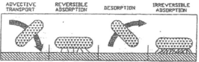 Gambar 2.4. Transport Sel ke Permukaan Benda Padat, dan Adsorbsi,  Desorbsi, dan Irreversible Adsorbtion dari Sel ke Permukaan