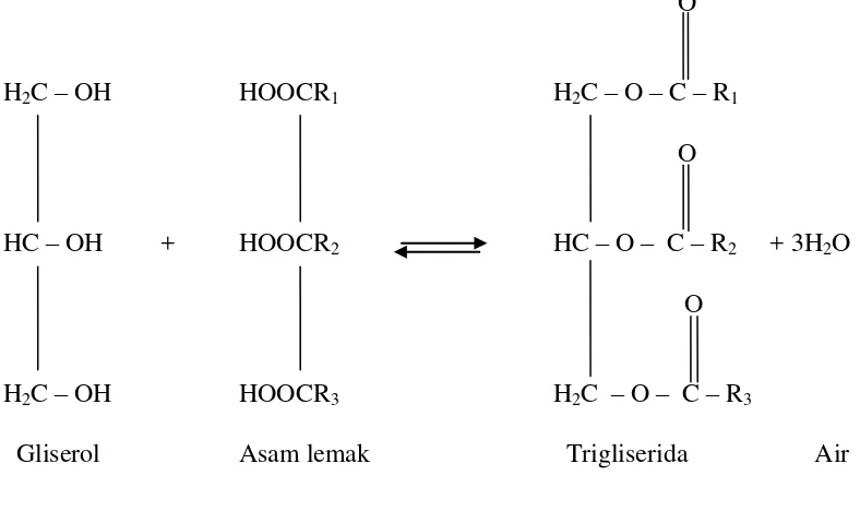Gambar 2.5 Reaksi Pembentukan Trigliserida 