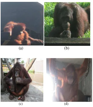 Tabel 2  Data respon orangutan Kalimantan terhadap perlakuan warna baju 
