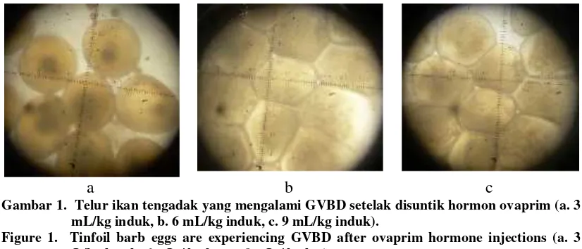 Gambar 1.  Telur ikan tengadak yang mengalami GVBD setelak disuntik hormon ovaprim (a