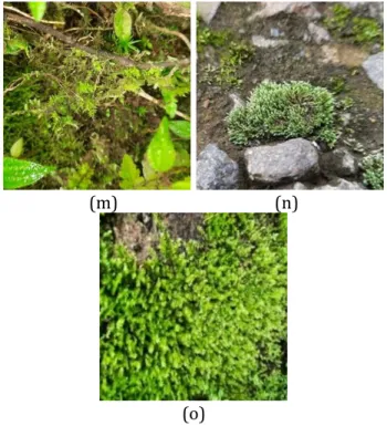 Gambar  4.1  Lumut  Daun/Brophyta  (4.1a.  Polytrichum  strictum  Menzies  ex  Brid;  4.1b