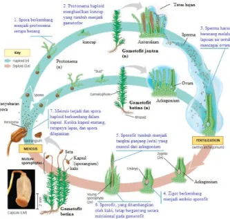 Gambar  2.1  Siklus  hidup  tumbuhan  lumut  (Campbell et al., 2012) 