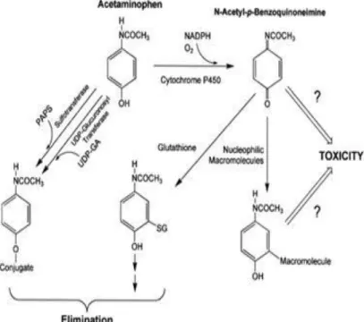 Gambar 2.3 Struktur Kimia Paracetamol dan Toksisitasnya. 