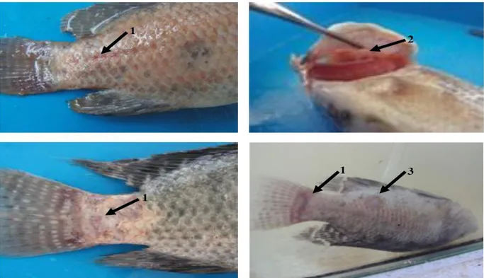 Gambar  4.  Gejala  klinis  yang  diamati  pada  ikan  ikan  nila  setelah  diinfeksi  dengan  A