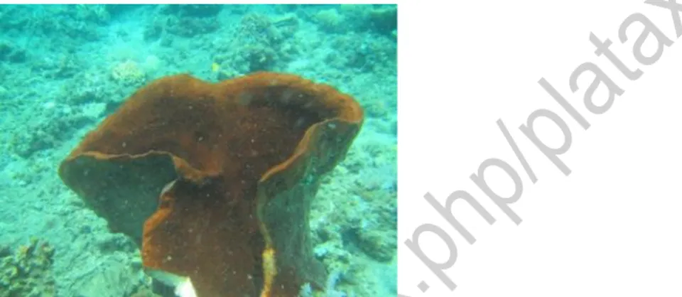 Gambar 1. Morfologi sampel spons yang diambil dari perairan Malalayang (Cribrochalina sp.) 