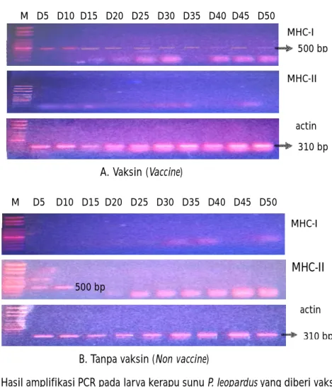 Figure 2. The  results  of  PCR  amplification  on  coral  trout  grouper,  P.  leopardus  larvae: vaccinated (A) and without vaccinated (B) on day-5 to day-50 days after hatching, using MHC-I, MHC-II, and â-actin primers
