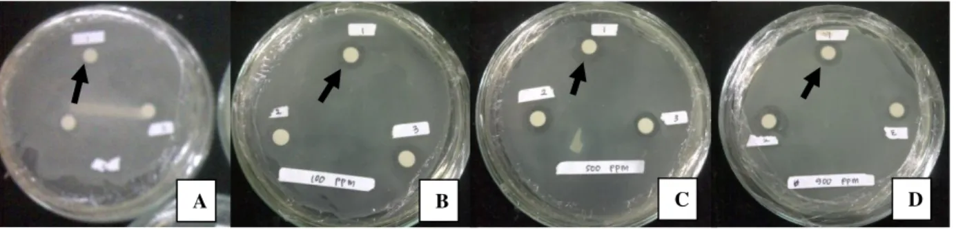 Gambar 1. Uji in vitro dengan Menggunakan Metode Cakram 