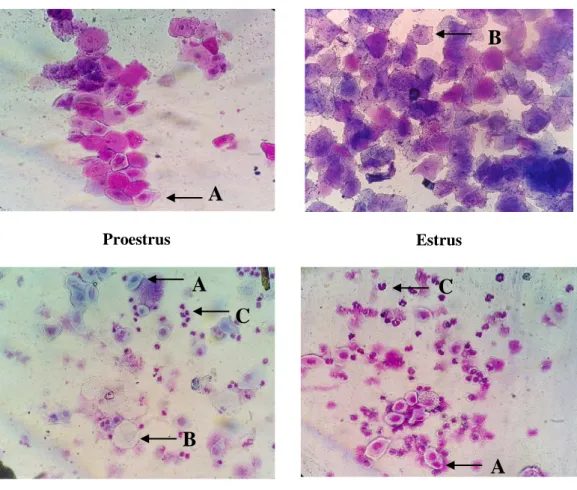 Gambar 1.  Fase-fase pada siklus estrus tikus Rattus novergicus setelah diterapi ekstrak etanol rumput kebar  (Biophytum petersianum Klotzsch) selama 28 hari