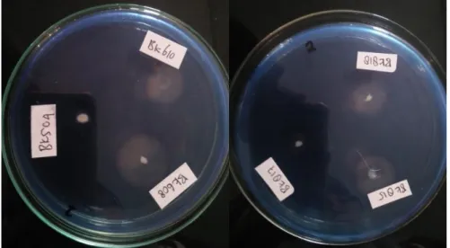 Gambar 2. Hasil uji potensi selulolitik isolat bakteri pada  media CMC (Sumber: Dokumentasi pribadi, 2020)  Sementara  isolat  dengan  kemampuan 