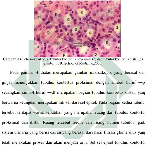 Gambar 2.4 Foto mikroskopik Tubulus kontortus proksimal (p) dan tubulus kontortus distal (d) 