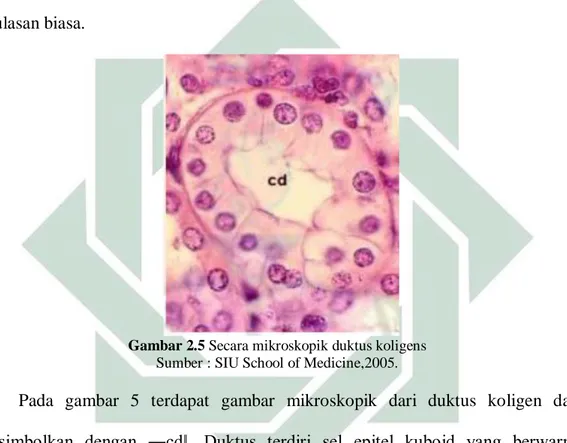 Gambar 2.5 Secara mikroskopik duktus koligens 