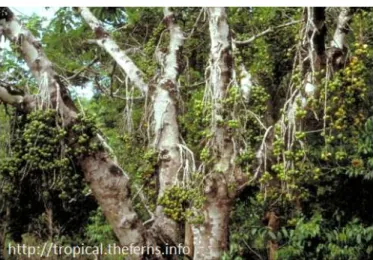 Gambar 1. Pohon luwingan (Ficus hispida L.f.) 
