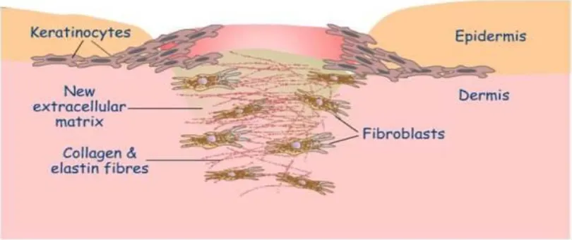 Gambar 2.6.  Peran fibroblas dalam membentuk dan meletakkan serat-serat 