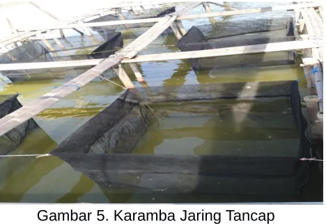Gambar 6. Grading Benih Ikan Kakap Putih
