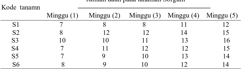 Tabel 2. Hasil Pengamatan Jumlah Daun Pada Tanaman Sorgum.                                                  Jumlah daun pada tanaman Sorgum 