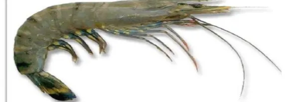Gambar 1. Udang windu (Penaeus monodon)
