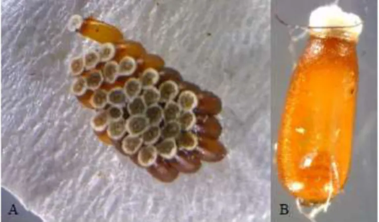 Gambar 1. Telur Rhynocoris fuscifes; A. Koloni telur, B. Bentuk telur tunggal  Sumber : Haryadi et al, (2015)