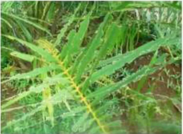 Gambar 4. Serangan larva Setora nitens pada daun kelapa sawit  Sumber: Sasrawan (2011) 