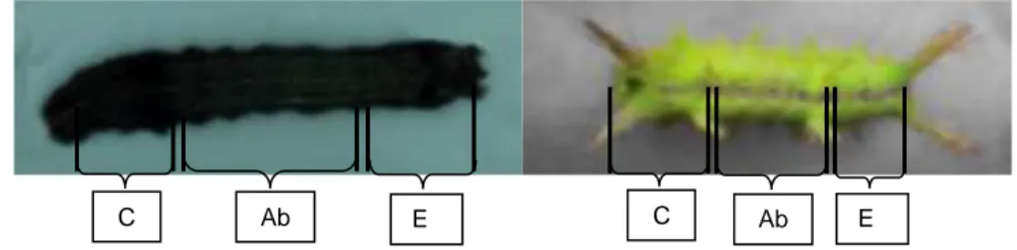 Gambar 5. Pembagian tubuh mangsa C= Caput, Ab= Abdomen, E=Ekor  f. Uji Kesukaan Predator 