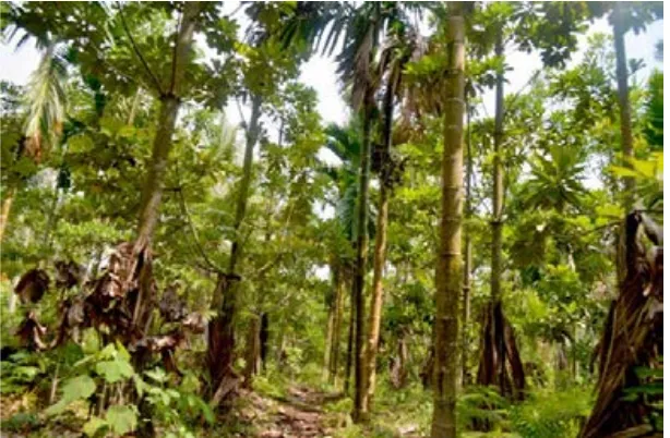 Gambar 1. Agroforestri jelutung, pinang dan kelapa di Senyerang, Tanjung Jabung Barat, Jambi 