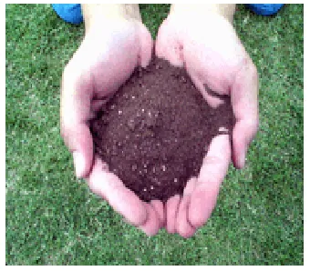 Gambar Daun anggrek yang busuk 
