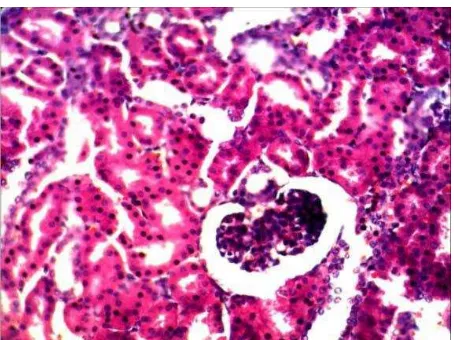 Gambar 2.4  Struktur histologi ginjal babi 15 menit  menunjukkan glomeruli (kapsul dan kavum Bowman), tubuli proksimal, dan tubuli distal masih tampak normalpostmortem (40x)