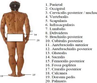 Gambar 2.5.1.3. Regiones corporis; dilihat dari dorsal 