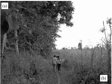 Gambar 2. Adopsi kayu pada lahan milik di Jawa sangat tinggi, sehingga tampak jelas perbedaan  kondisi: (a) hutan rakyat pada sisi kiri, dan (b) kawasan hutan negara pada sisi kanan  