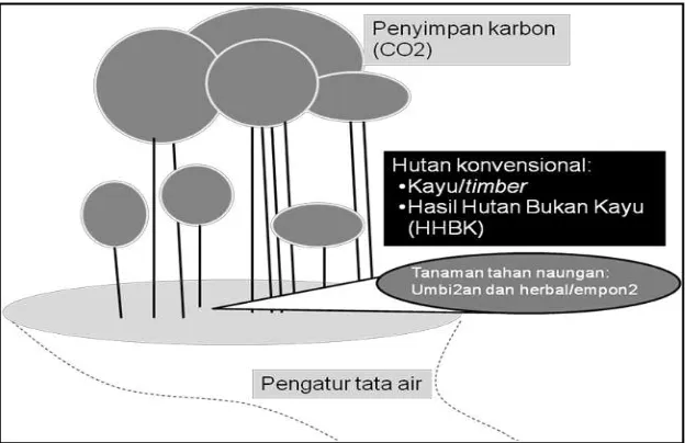 Gambar 3. Konsepsi pengaturan vertikal agroforestri ―modern‖ dengan kombinasi yang baik antara  tanaman kayu dan tumbuhan bawah produktif  