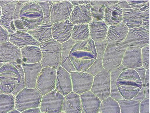 Gambar 2.4 Stomata Curcuma zanthorrhiza (temulawak) 