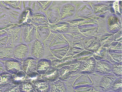 Gambar 3.1 menunjukkan bahwa stomata kunyit memiliki tekstur yang sedikit  lebih teratur, begitupun susunan organel-organel tetangganya
