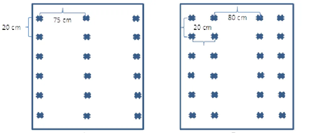 Gambar 1. Pola pertanaman satu baris (A), pola pertanaman dua baris (B)  3.  Panen 