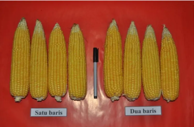 Gambar 2.   Tongkol jagung manis tanpa kelobot pada pola tanam satu baris (SB)           dan dua baris (DB) 