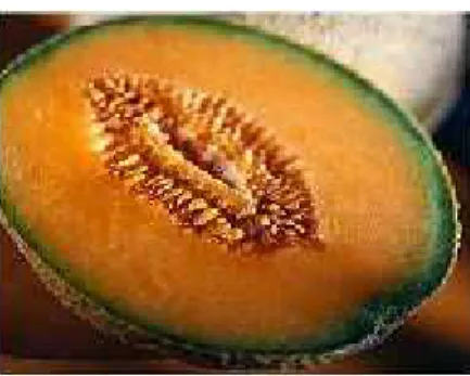 Gambar 1.9  Melon  Jingga ( Cantaloupe)