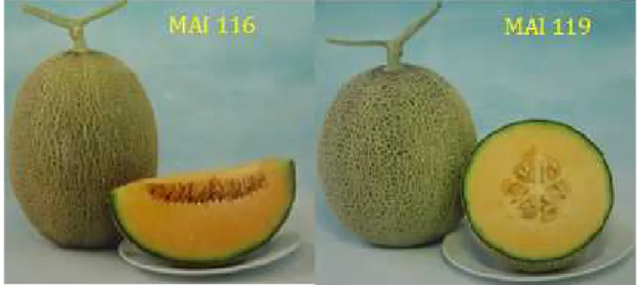 Gambar 1.12,  Melon Asli Indonesia (MAI) l) Ladika