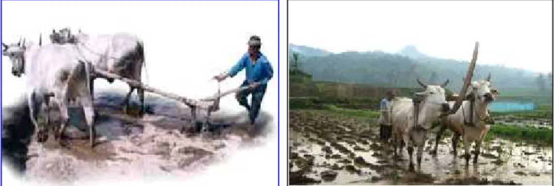 Gambar 2.3  Pembajakan dengan tenaga hewan pada lahan kering dan lahan basah