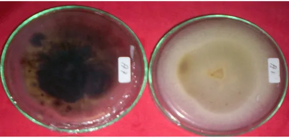 Gambar 1.  Koloni  isolat jamur penyebab antraknose A. kehitaman dan B. krem