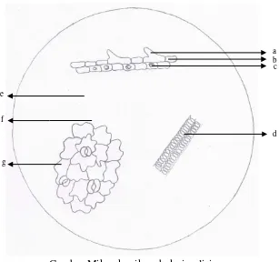 Gambar Mikroskopik serbuk simplisia 